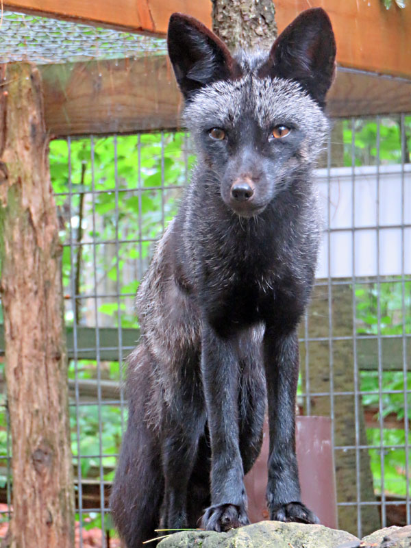 Black phase Red Fox at GarLyn Zoo